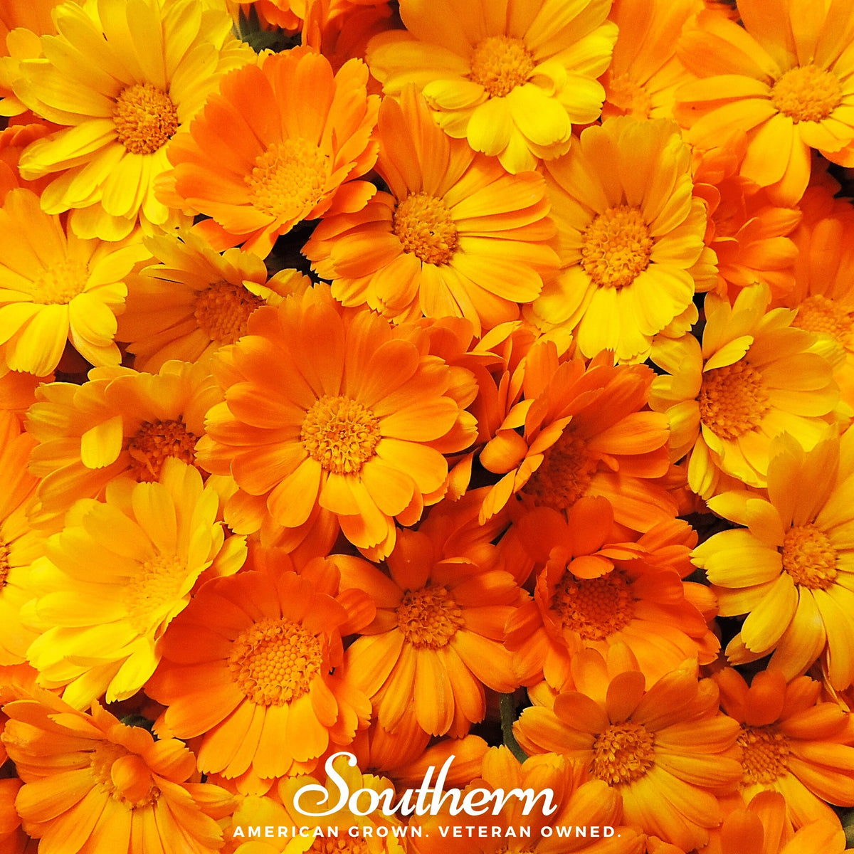 Marigold, English (Calendula officinalis) - 100 Seeds - Southern